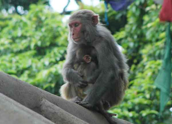 Mono - Kathmandu - Nepal.jpg